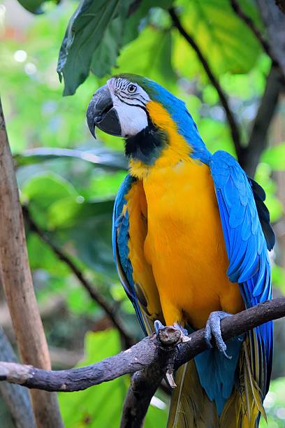 istock Blue-and-yellow macaw (Ara ararauna), also known as yellow-breasted macaw. 2249229183