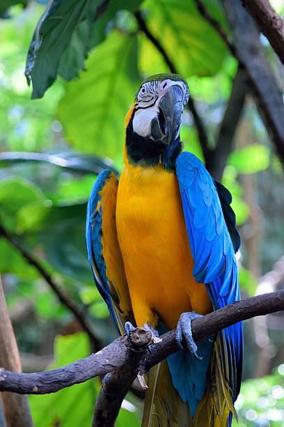 istock Blue-and-yellow macaw (Ara ararauna), also known as yellow-breasted macaw. 2249229185