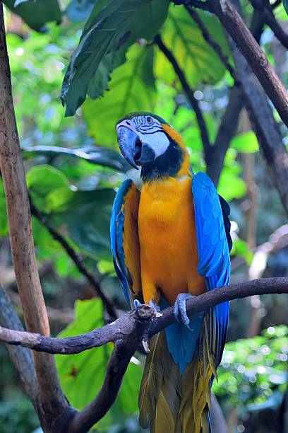 istock Blue-and-yellow macaw (Ara ararauna), also known as yellow-breasted macaw. 2249229242