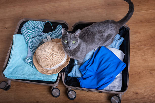 istock An overhead shot of a Russian Blue cat sitting on clothes inside an open suitcase 2249229268