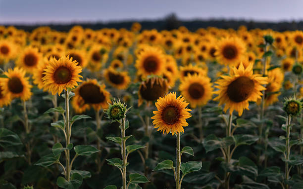 istock Sunflower field at dusk (20 min after sunset). 2249230257