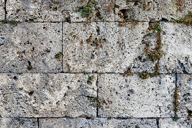 A full-frame view of an old porous stone wall with small plants growing between the cracks, showcasing natural texture, weathering, and organic detail.