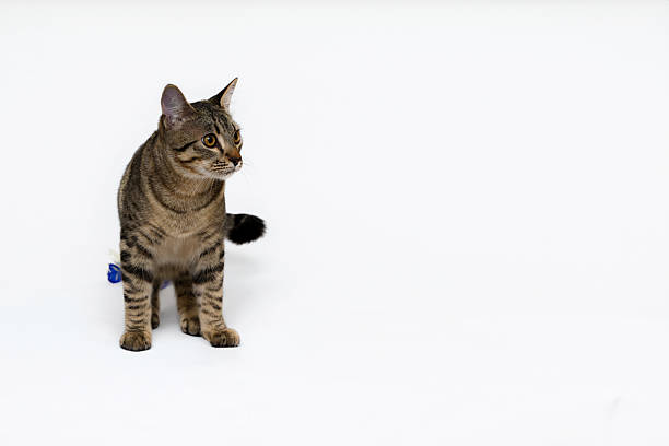 Image is a studio portrait of a striped domestic tabby cat with his head turned and alert look.  Image has a blue toy with feathers behind cat after playing. Copy space present with options for medium and close-up cropped photos.