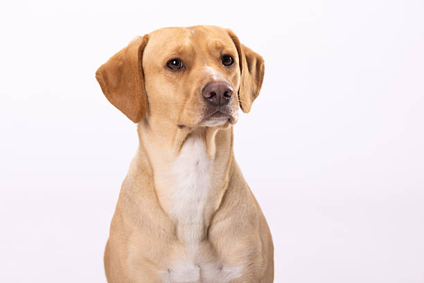 Studio portrait of beautiful bright brown dog over white background.