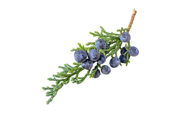 istock Juniper branch with blue berries isolated on white background 2249234300