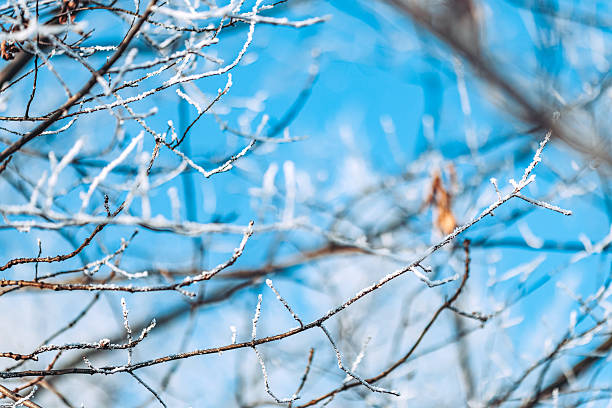 istock Winter Frost on Branches, Nature’s Minimalist Beauty 2249237038