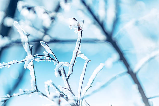 istock Winter Frost on Branches, Nature’s Minimalist Beauty 2249237040