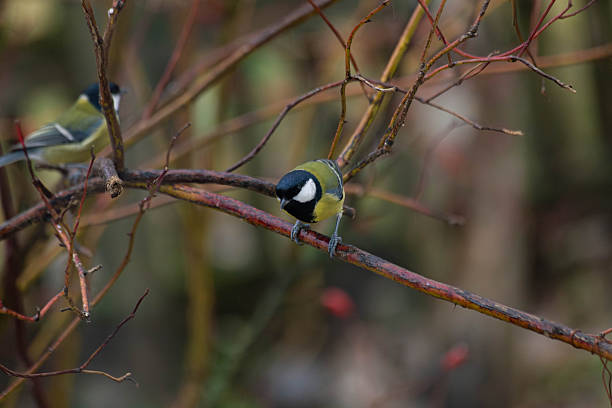 Great tit taken at swindon
