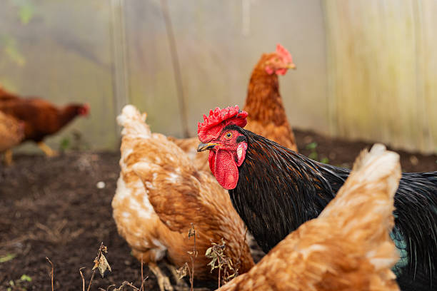istock imposing rooster exuding confidence and authority while overseeing hens on textured farm terrain 2249243664