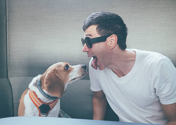 man in sunglasses sticks out his tongue while his beagle looks up playfully, sharing a silly, affectionate moment of bonding and joyful pet-owner friendship indoors