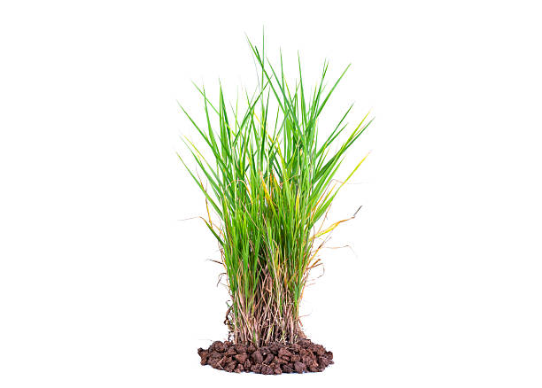 istock Natural green grass or weeds isolated on white background. 2249245344