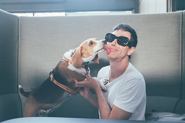Man wearing sunglasses receiving a playful lick from his beagle dog, sharing a funny and affectionate moment, enjoying their strong bond of friendship and companionship