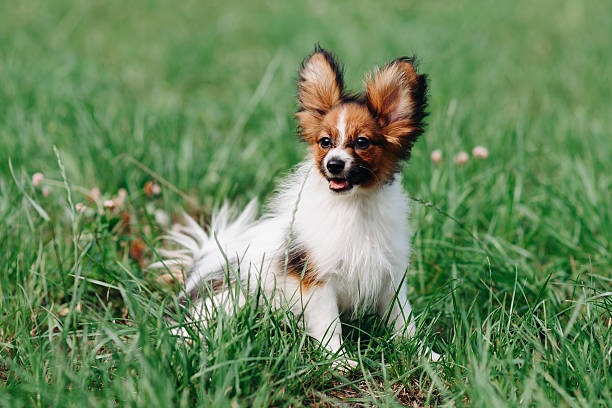 istock cute young red and white papillon dog walks in park in summer 2249247809