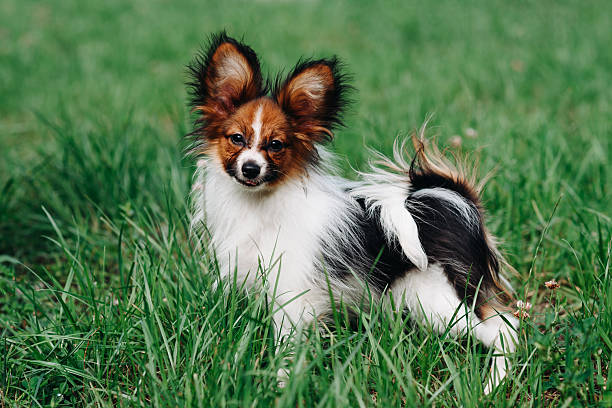 istock cute young red and white papillon dog walks in park in summer 2249247812
