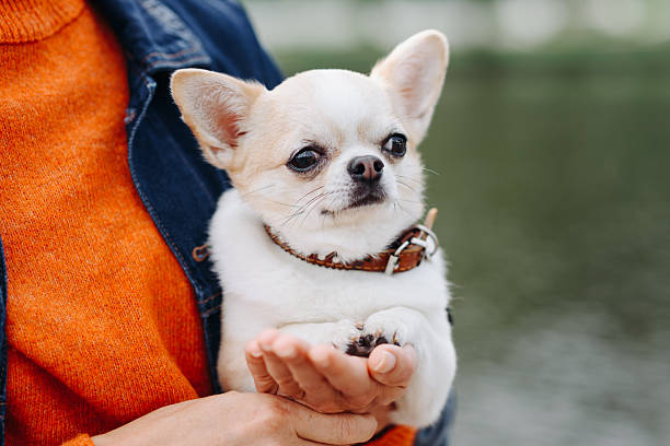 istock red and white chihuahua walking in park in sunny summer day 2249247816
