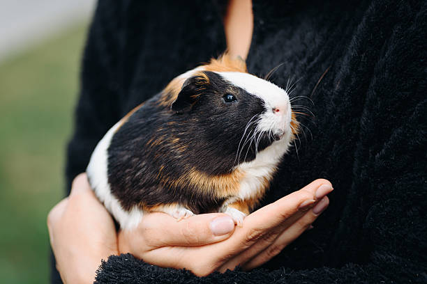 istock cute tricolor guinea pig pet at walk in summer 2249247828