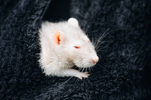 istock cute grey and white rat pet at walk in summer 2249247833