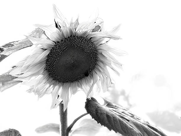 istock close up sunflowers on white 2249247884