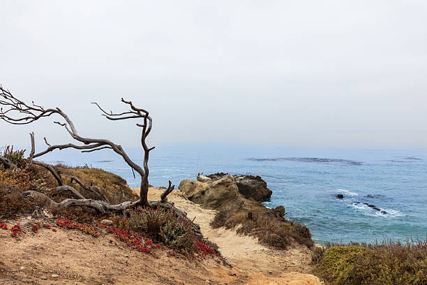 istock Barren tree by coastal footpath; gray sky, ocean in background. 2249249890