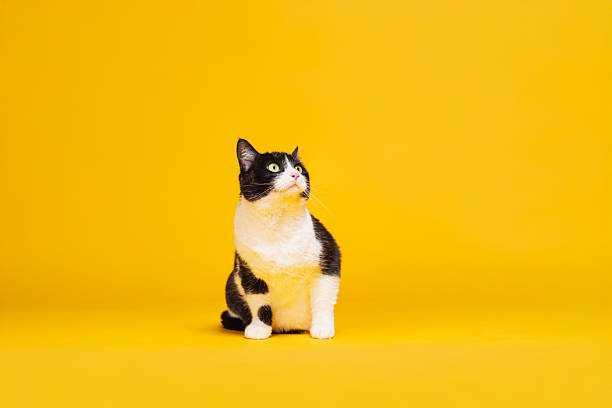 Cat looking down from catwalk