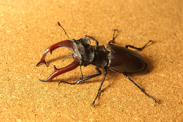 A large stag beetle displays its striking red and black mandibles on a textured background.
