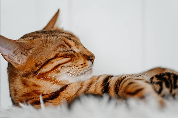 istock bengal kittens with mother cat in cat bed 2249252018