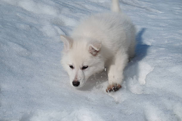 Side view of a white dog in the sand looking up.