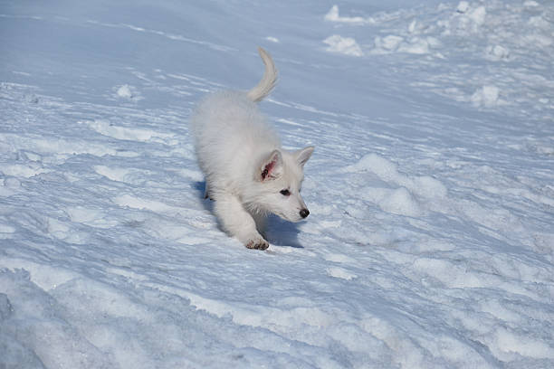 White Swiss Shepherd (Berger Blanc Suisse) puppy walks on snow crust in winter.
