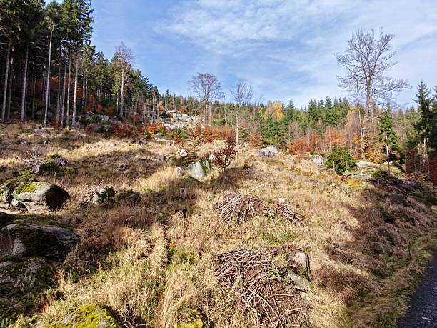 istock harvested slope with forest remnants, autumn landscape featuring logging scar and emerging saplings 2249252827