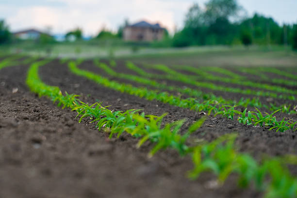 Vibrant green plants are emerging from the rich brown soil in long, gently curving rows on a sprawling agricultural field.