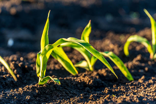 istock Young green seedlings are growing vigorously from the rich dark soil under warm sunlight, symbolizing new life and agricultural promise. 2249254172