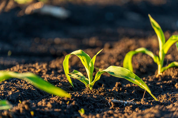 istock Freshly sprouted green corn seedlings stand tall in the fertile dark soil, illuminated by soft golden sunlight at dawn. 2249254175