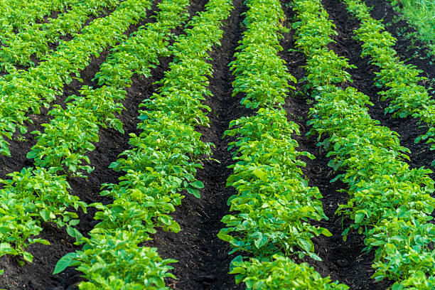 istock Young green potato plants are growing vigorously in neat, long rows within rich, dark soil on a sunny farm field. 2249254200