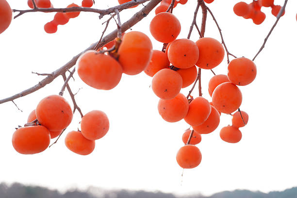 Persimmon trees are in autumn. In autumn, the persimmons on the trees are ripe
