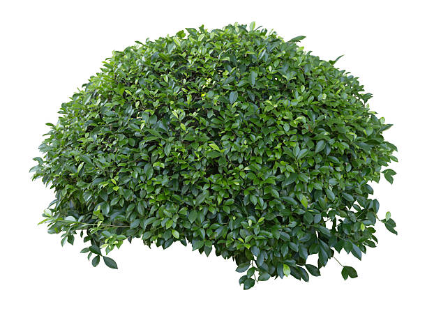 istock Tropical plant fence bush green shrub tree isolated on white background with clipping path. 2249254532