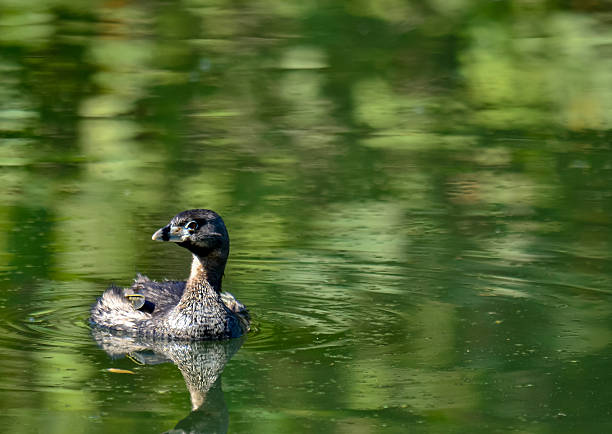 istock Greater grebe (Podilymbus podiceps) swimming in calm waters. 2249254647
