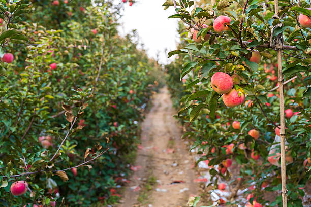 istock In autumn, the apple trees are covered with ripe apples. 2249255210