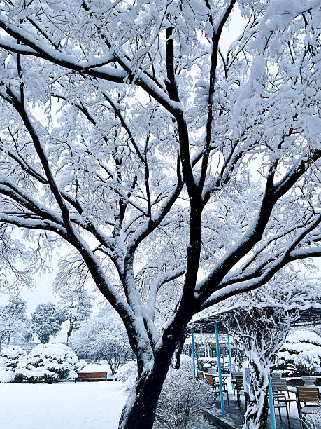 Jeongdok Library, Seoul Korea