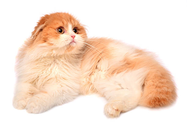 Stupendously Cute NY11 British Longhair Cat with Golden Fur and Emerald Eyes on a Beige Sofa