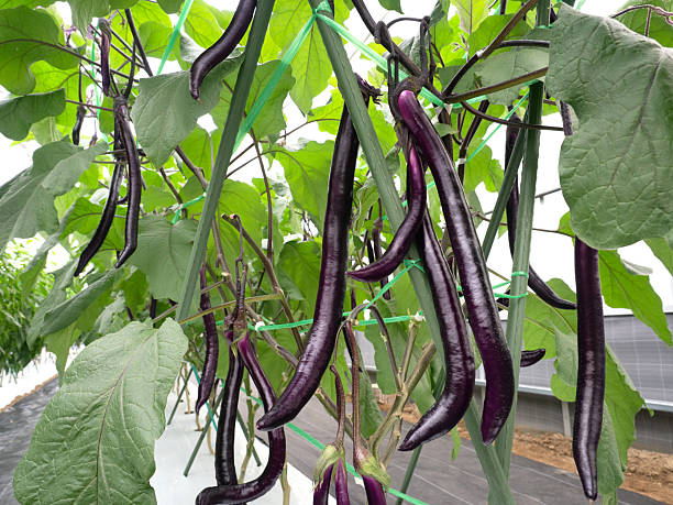 istock Cultivation of long eggplants in a greenhouse 2249257705
