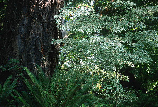 istock A vibrant scene in a dense forest features a tall tree trunk alongside a Cornus controversa, 'Variegata' Variegated Giant Dogwood and lush ferns. Sunlight filters through the leaves, enhancing the natural beauty. 2249257837