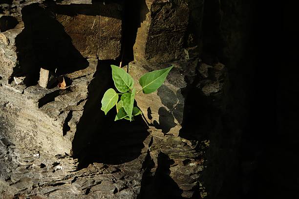 A vibrant green plant defiantly emerges from a rugged, textured rock wall, bathed in a dramatic beam of sunlight. The striking contrast between the delicate leaves and the harsh stone, alongside deep shadows, emphasizes themes of resilience, strength, and life finding a way in challenging environments. Perfect for concepts of survival, new beginnings, nature's power, or overcoming adversity.
