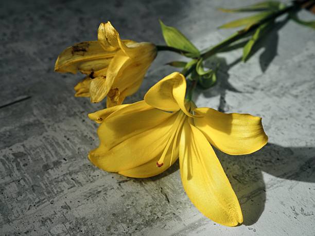 A close up studio photo of yellow lilies laying on a table.