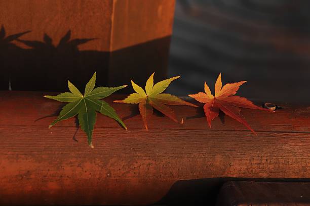 istock Autumn Maple Leaves Color Gradation on Rustic Wood 2249262224