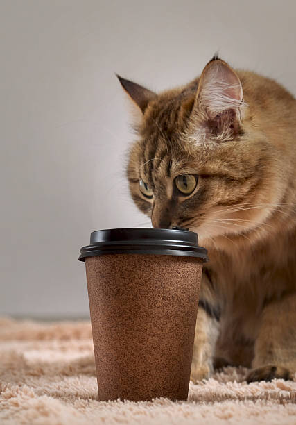 Cute licking cat with paper cup. A cup of coffee in the morning always fires up for the day. Aromatic coffee made morning feel cozy and inviting. Cup with place for text. Template, mockup