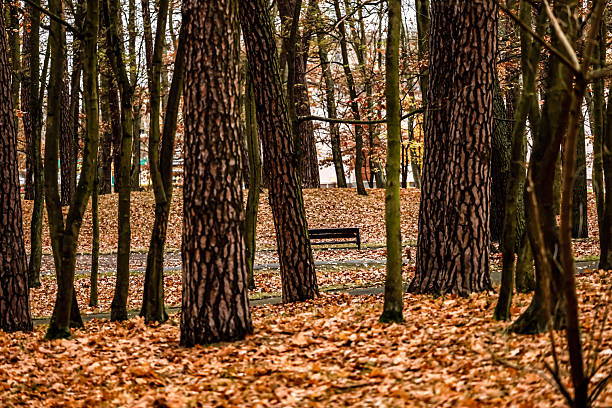 Leaf-covered path in autumn woodland with a solitary bench inviting rest amidst colorful trees.