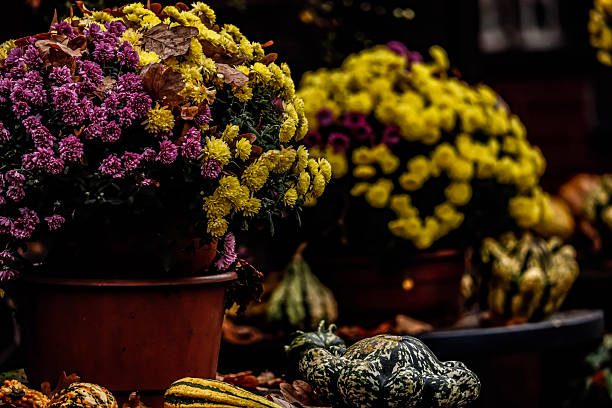 Variety green plants grow in pot, purple mums, orange pumpkins near house. Autumnal outdoors decor with squashes, hay and potted chrysanthemums flowers on city street. Korean chrysanth, gourds decor