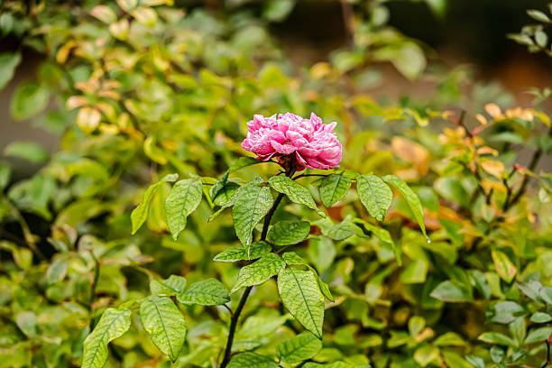 Large pink rose flower showing soft dew drops and slightly wilted petals in detailed focus.