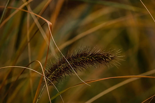 Close-up of fluffy golden foxtail grass inflorescence with soft bokeh background in autumn colors.