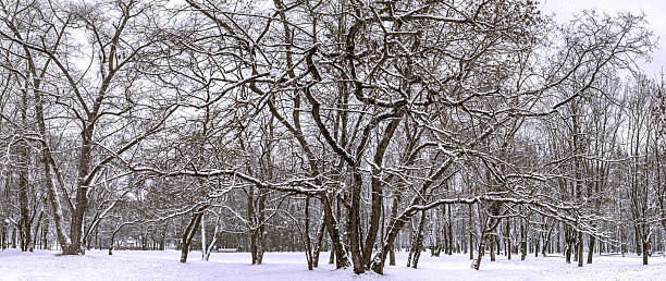 istock old tree with twisted branches in winter park, covered by snow during a snowfall. panoramic view. 2249264552